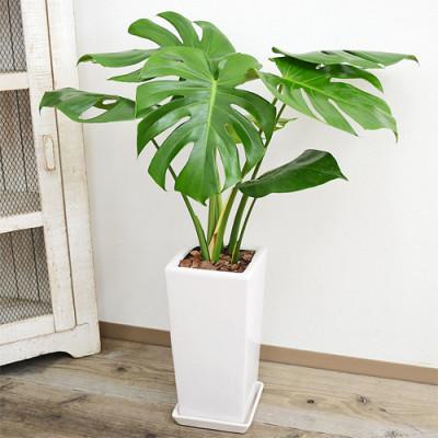 ふるさと納税 大村市 観葉植物 モンステラスクエア陶器鉢6号