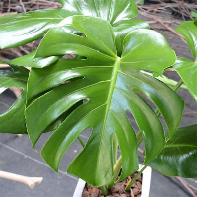 ふるさと納税 大村市 観葉植物 モンステラスクエア陶器鉢6号 : Yahoo