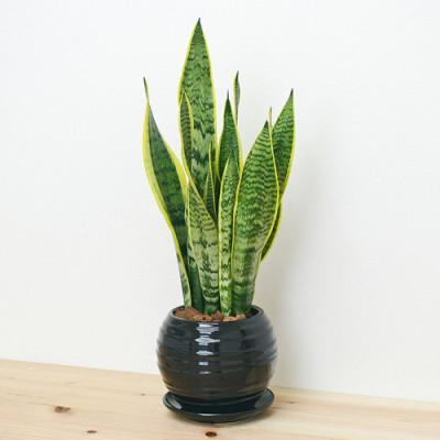 ふるさと納税 大村市 観葉植物 サンスベリアボール型陶器鉢 黒