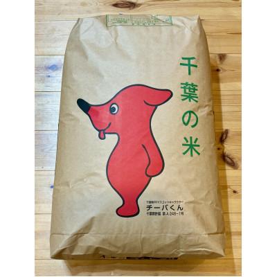 ふるさと納税 茂原市 令和7年産 千葉県茂原市産「コシヒカリ100 