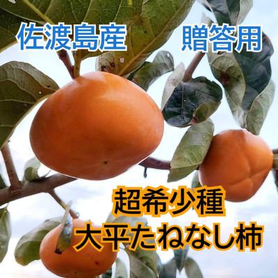 ふるさと納税 佐渡市 佐渡島の希少柿 大平たねなし柿6個 贈答用