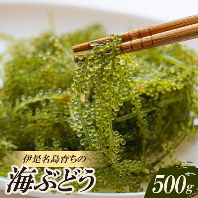 ふるさと納税 伊是名村 伊是名島育ちの海のグリーンキャビア 海ぶどう 500g