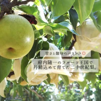 ふるさと納税 京都府 【先行予約】2026年産 旬の二十世紀梨 約5kg 10玉〜16玉 産地直送 果物 フルーツ_1