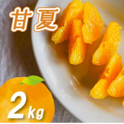 ふるさと納税 松山市 [2026年2月下旬より発送]栽培期間中農薬不使用 甘夏 2kg