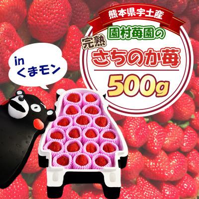 ふるさと納税 宇土市 先行予約!2026年2月以降順次発送 園村苺園の完熟さちのか苺inくまモン 500g