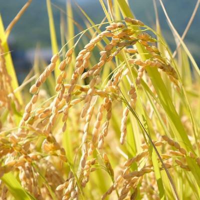 ふるさと納税 白馬村 【令和8年産】 長野県白馬村産ミルキークイーン10kg |  | 01
