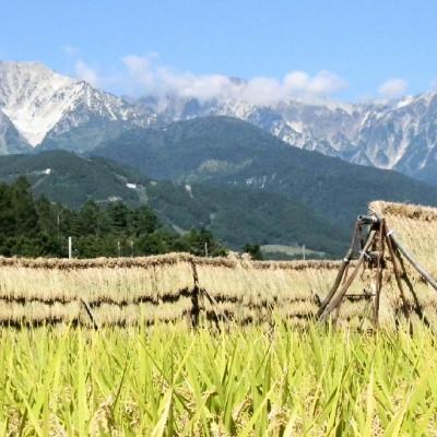 ふるさと納税 白馬村 【令和8年産】 長野県白馬村産ミルキークイーン10kg |  | 02