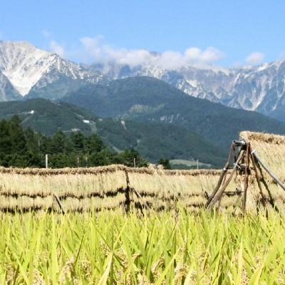 ふるさと納税 白馬村 【令和8年産】 長野県白馬村産ミルキークイーン 5kg |  | 02