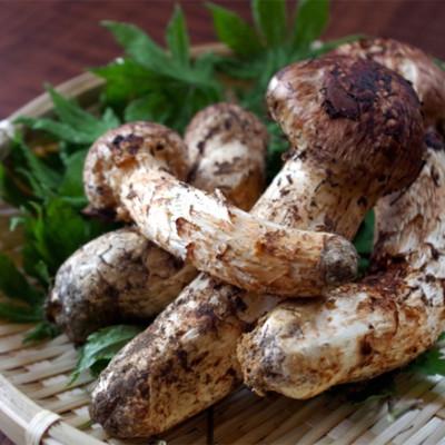 ふるさと納税 津和野町 【数量限定・2026年10月〜11月発送】秋の味覚「天然の採れたてまつたけ」約200g | 