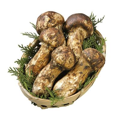 ふるさと納税 津和野町 【数量限定・2026年10月〜11月発送】秋の味覚「天然の採れたてまつたけ」約200g |  | 01