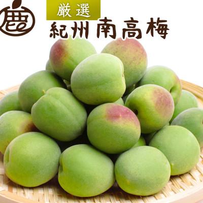 白加賀梅 青梅 5kg 山梨県甲府市産 ふるさと納税 日高町 厳選