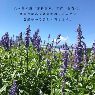 ふるさと納税 茅野市 信州八ヶ岳の麓から贈るドライフラワーリースS(淡イエロー)_3