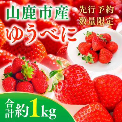 ふるさと納税 山鹿市 ゆうべにいちご 約1kg(山鹿市)