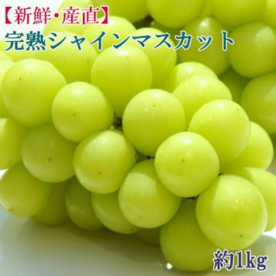 ふるさと納税 かつらぎ町 和歌山県産完熟シャインマスカット約1kg(かつらぎ町)