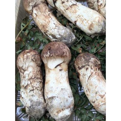 ふるさと納税 田野畑村 [訳あり・ミックスサイズ]150g 岩手県産 天然松茸[数量・期間限定]