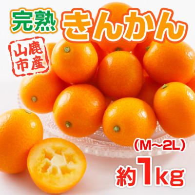 ふるさと納税 山鹿市 [2027年2月より順次発送]熊本県産 完熟キンカン 約1kg(山鹿市)