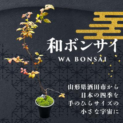 ふるさと納税 酒田市 和ボンサイ(WA BONSAI)季節を感じる小さな宇宙 ふるさとから届く、小さな日本庭園