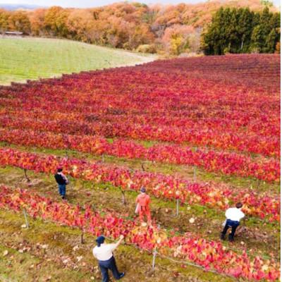 ふるさと納税 穴水町 能登ワイン用ぶどうの葉で作りました! 能登のぶどう畑の紅茶　2缶 |  | 02