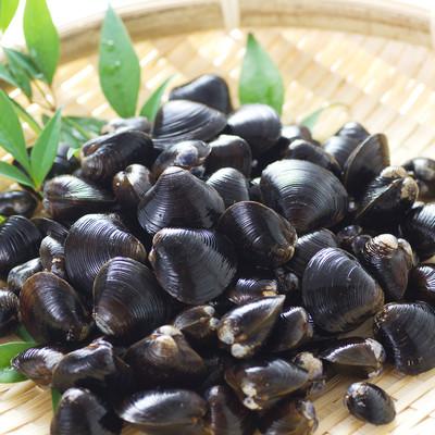 ふるさと納税 網走市 【網走産】砂出し大和しじみ 計2.6kg(200g×13) | 