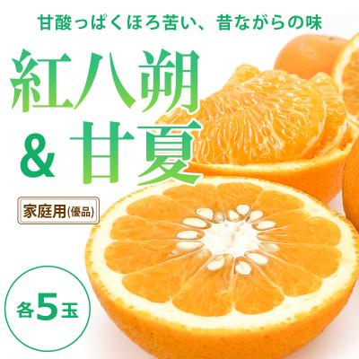 ふるさと納税 松山市 [2026年3月中旬頃から発送予定]晩柑食べ比べセット〜紅八朔&amp;甘夏〜(各5玉)
