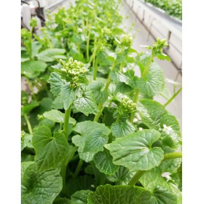 ふるさと納税 相馬市 相馬わさびセット小(花 85g入×2パック・根茎 約35g×2本)
