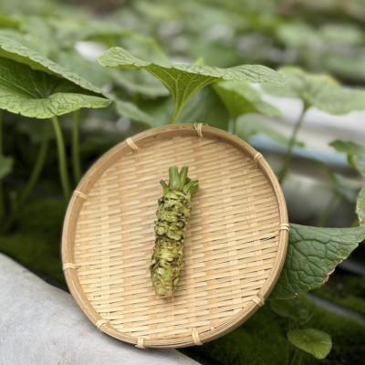 ふるさと納税 相馬市 相馬わさび(根茎)約35g×1本