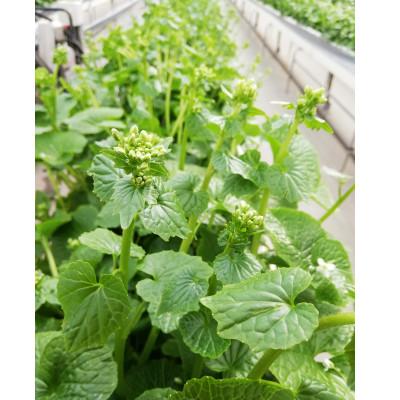 ふるさと納税 相馬市 相馬わさび(花)85g入×1パック