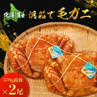 ふるさと納税 斜里町 北海道産　浜茹で毛ガニ　570g前後×2尾 | 