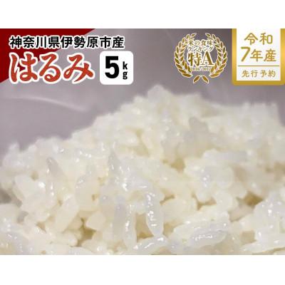 ふるさと納税 伊勢原市 新米[令和7年産]伊勢原産 精米 5kg はるみ 農家直送!加藤さんちのうんめぇ米