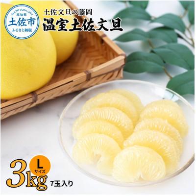 ふるさと納税 土佐市 [土佐文旦の藤岡]温室土佐文旦約3kg(Lサイズ7玉入り)