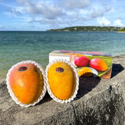 ふるさと納税 今帰仁村 [2026年7月から順次発送・数量限定]仲本マンゴー園の希少品種の夏小紅1kg(2〜3玉)