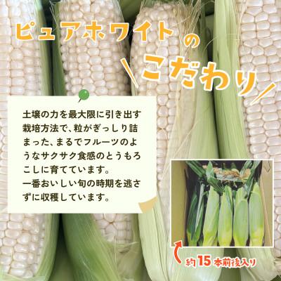ふるさと納税 下妻市 下妻産朝採りとうもろこし(ピュアホワイト)約6kg  約15本前後入り 27年6月下旬から7月発送 |  | 02
