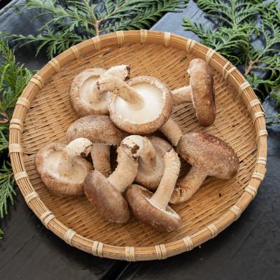 ふるさと納税 佐倉市 焼いて塩だけでも美味!「肉厚」長生き椎茸800g(24〜34枚)×1パック |  | 01