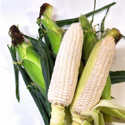 ふるさと納税 三豊市 ご家庭用細物ホワイトコーン 約3.5kg