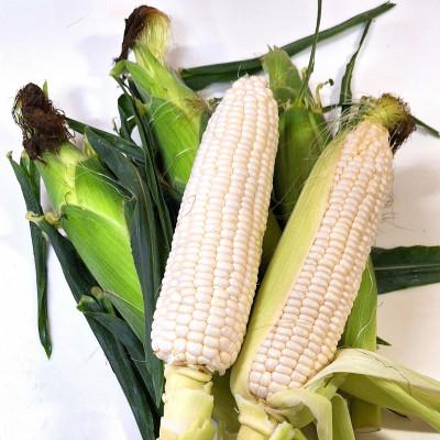 ふるさと納税 三木町 ご家庭用細物ホワイトコーン 約3.5kg