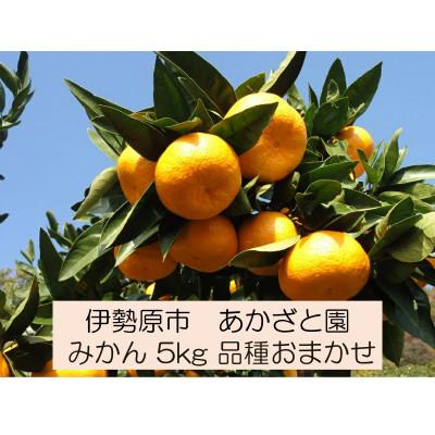 ふるさと納税 伊勢原市 [2026年1月下旬頃から発送] 伊勢原市あかざと園のみかん 5kg 品種おまかせ