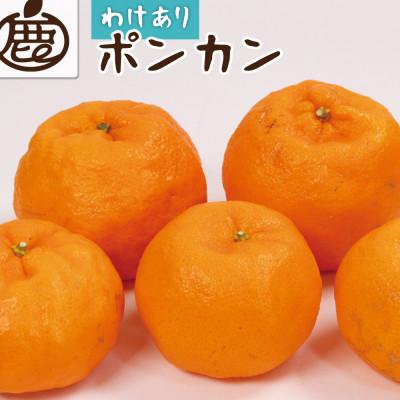 ふるさと納税 和歌山市 家庭用 ポンカン10kg+250g(傷み補償分)[訳あり][光センサー選果]