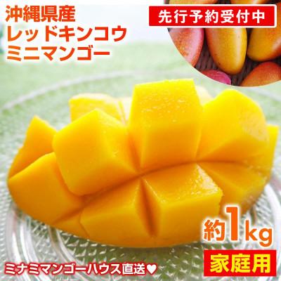 ふるさと納税 八重瀬町 [2026年発送]ミナミマンゴーハウスの赤金煌(レッドキンコウ)ミニマンゴー約1kg [家庭用]