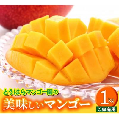 ふるさと納税 八重瀬町 [先行受付][2026年発送]とうはらマンゴー園の美味しいマンゴー家庭用 約1kg