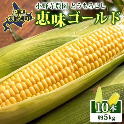 ふるさと納税 洞爺湖町 [2026年先行受付]北海道 とうもろこし 恵味ゴールド 約5kg 10本入り