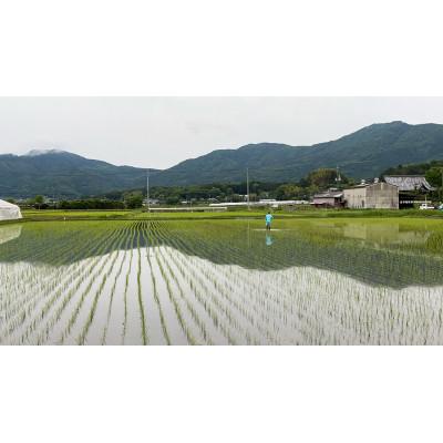 ふるさと納税 石岡市 【令和7年産】獅子米 ミルキークイーン 玄米 10kg |  | 02