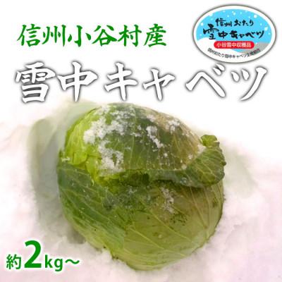 ふるさと納税 小谷村 信州小谷村産「雪中キャベツ」(大玉)1玉