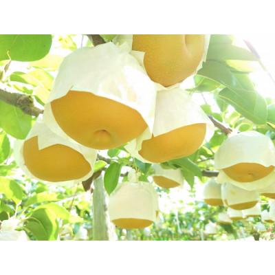 ふるさと納税 加茂市 [2026年先行予約]新潟県産 和梨 豊水 約5kg[9月上旬以降配送]