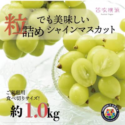 ふるさと納税 笛吹市 &lt;26年発送先行予約&gt;SDGs 訳あり 粒シャインマスカット約1.0kg 山梨 笛吹市157-044