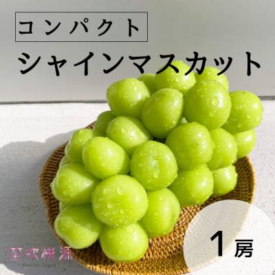 ふるさと納税 笛吹市 &lt;26年発送先行予約&gt;[コンパクト]笛吹市産シャインマスカット1房 157-041