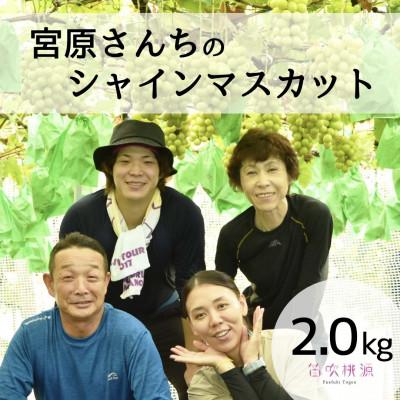 ふるさと納税 笛吹市 &lt;26年発送先行予約&gt;宮原さんちの朝どれシャインマスカット2kg 相当 157-022