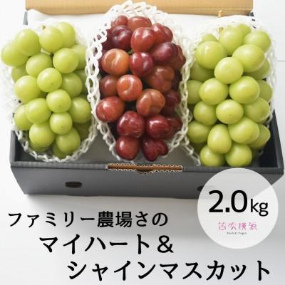 ふるさと納税 笛吹市 26年発送[ファミリー農場さの]マイハート&amp;シャインマスカット詰合せ1.8kg相当 157-020