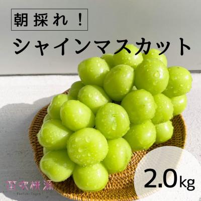 ふるさと納税 笛吹市 &lt;26年発送先行予約&gt;朝どれ新鮮!シャインマスカット2kg 157-017