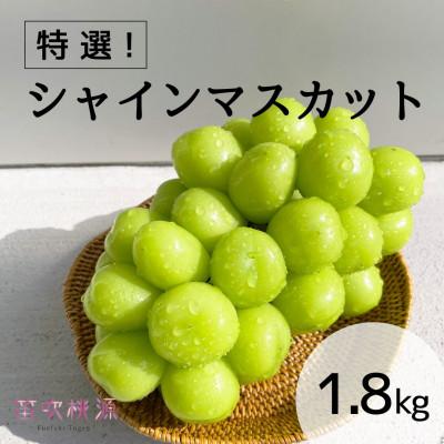 ふるさと納税 笛吹市 &lt;26年発送先行予約&gt; 贅沢!特選シャインマスカット1.8kg (笛吹桃源)157-008