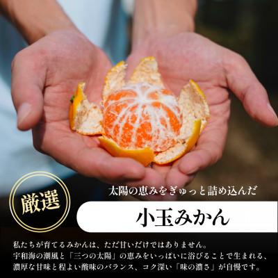 ふるさと納税 八幡浜市 【小玉サイズ限定】五代目が厳選!愛媛みかん 5kg【愛媛県川上産】新口農園【A70-92】 |  | 01